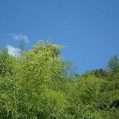 bamboo