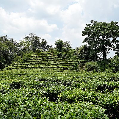 tea-garden